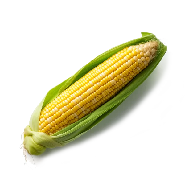 Corn Supplier and Distributor of Corn and Raw Food Ingredients