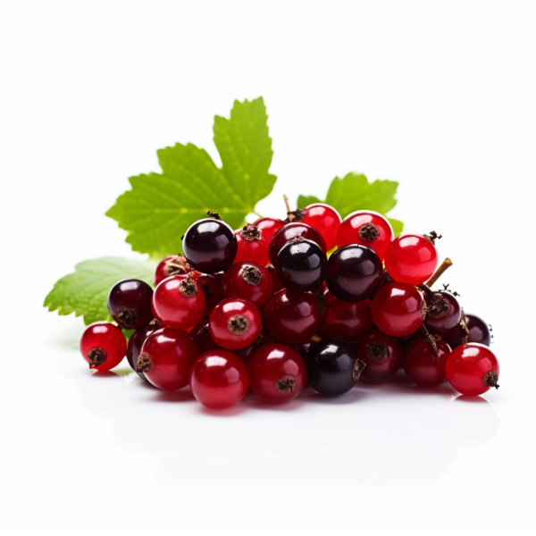 Food supplier of currant fruit Juice Concentrate WONF Dried Black Red SP IQF Puree Conventional Organic