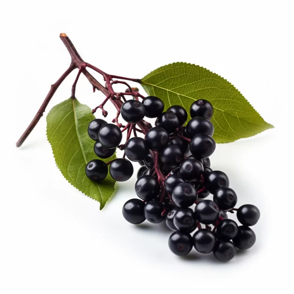 Food supplier for Elderberry fruit Juice Concentrate WONF Clarified IQF SP Blend Conventional Organic