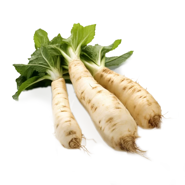 Horseradish Supplier and Distributor of Fresh Horseradish Root Raw Food Ingredients