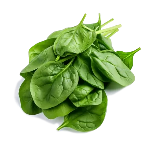 Spinach Supplier and Distributor of Fresh Spinach Raw Food Ingredients